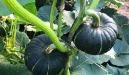 莱阳吃瓜网红是谁啊,网络红人的崛起之路